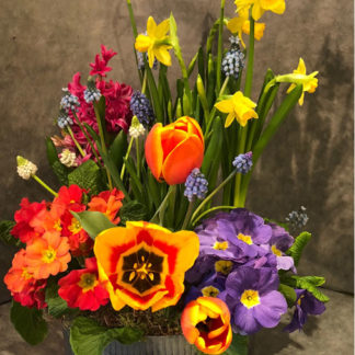 Springtime Dish Garden