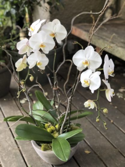 Potted Orchids